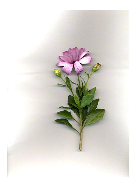 Scanned osteospermum, 14th June 2005, Marie-Claire Raoul