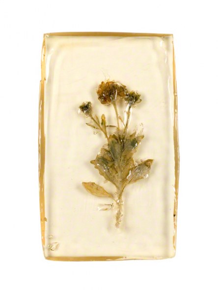 Osteospermum inserted in a resin block, 14th June 2005, Marie-Claire Raoul