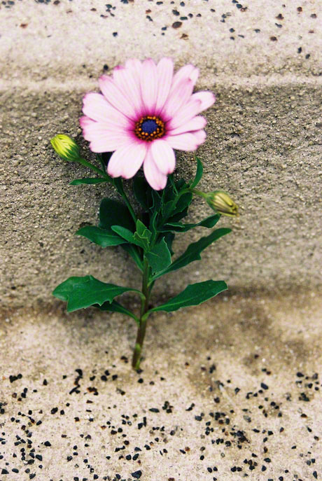 Osteospermum, Brest, Shot 1, 14th June 2005, Marie-Claire Raoul