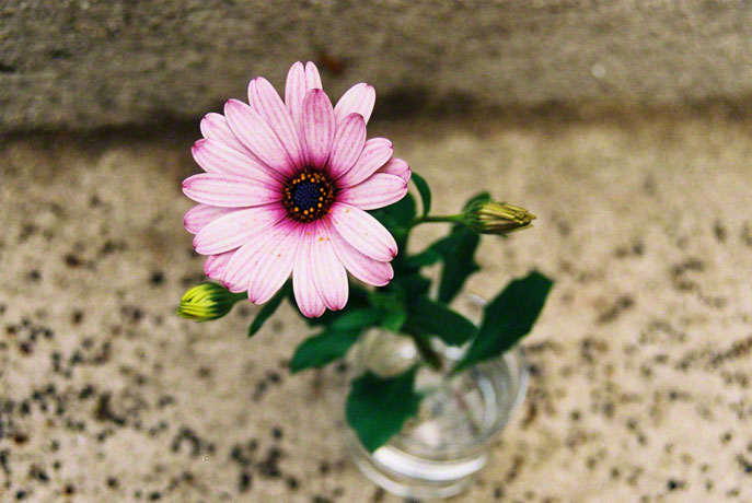 Osteospermum, Brest, shot 2, 14th June 2005, Marie-Claire Raoul