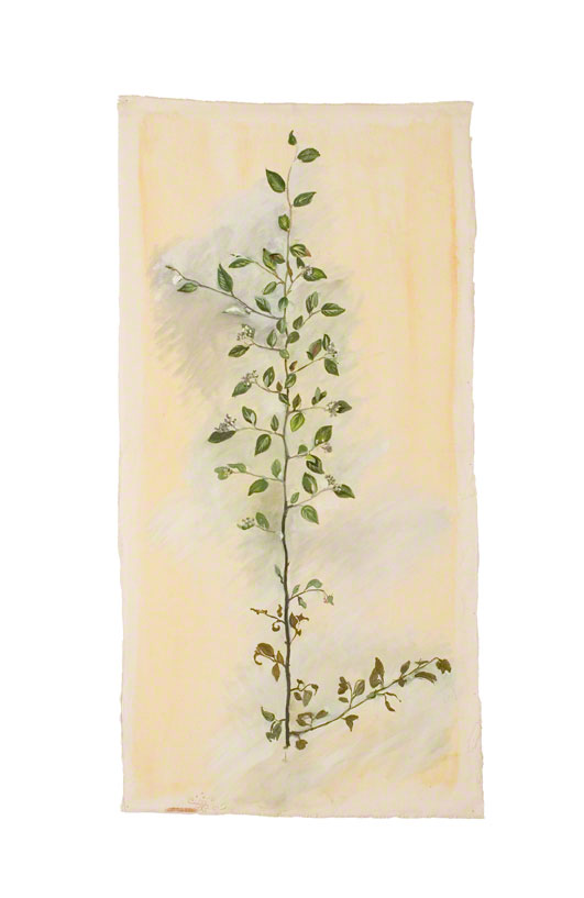 "Cotoneaster", Marie-Claire Raoul