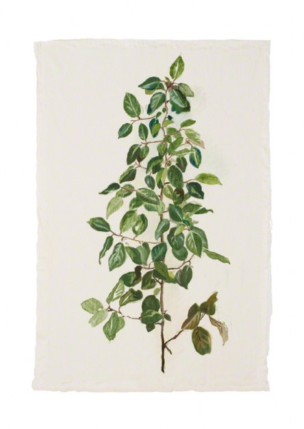 "Eleagnus x ebbingei (russian olive)", Marie-Claire Raoul