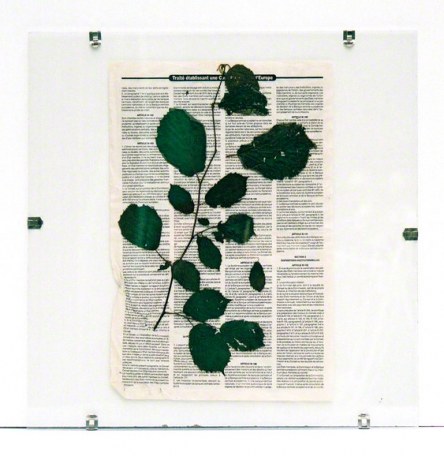 Foliage from Kerzafloch dried on a "Le Monde Diplomatique" newspaper sheet, Marie-Claire Raoul