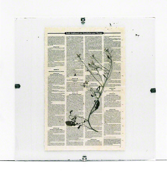 Flower from Kerzafloch plucked on the 5th July 2005, dried on a newspaper sheet, Marie-Claire Raoul