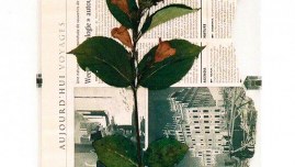 Fleur de Kerzafloc'h séchée sur journal 'Le Monde'