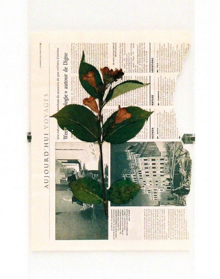 Flower from Kerzafloch dried on Le Monde newspaper, Marie-Claire Raoul