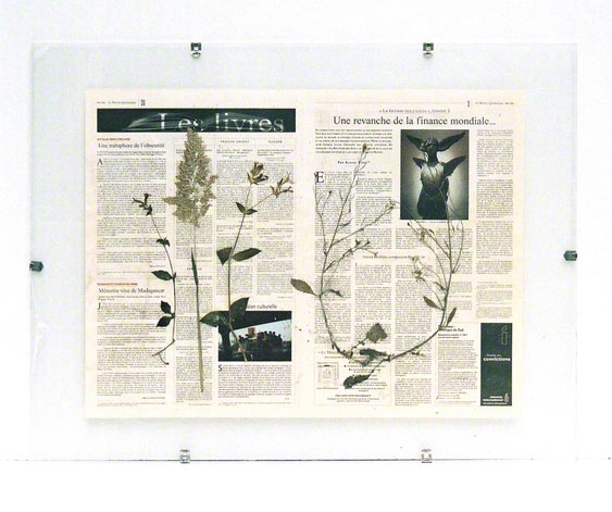 5 flowers from Kerzafloch dried on a "Le Monde Diplomatique" newspaper sheet, Marie-Claire Raoul