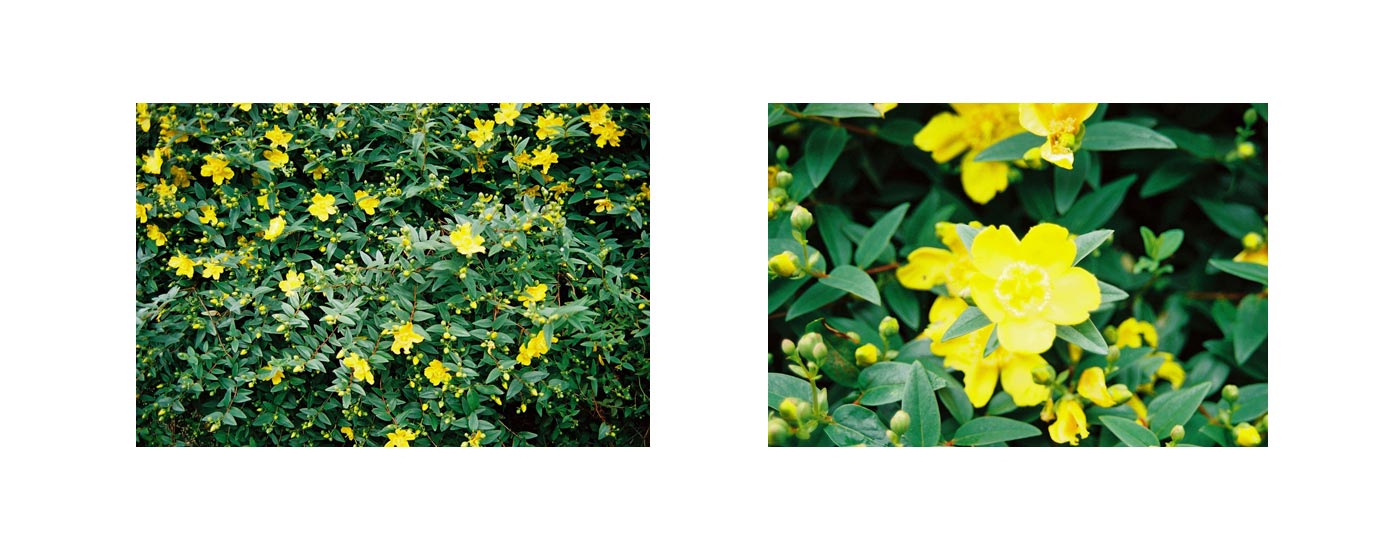 St-John's-wort in the garden in Kerzafloch, 2 shots, Marie-Claire Raoul