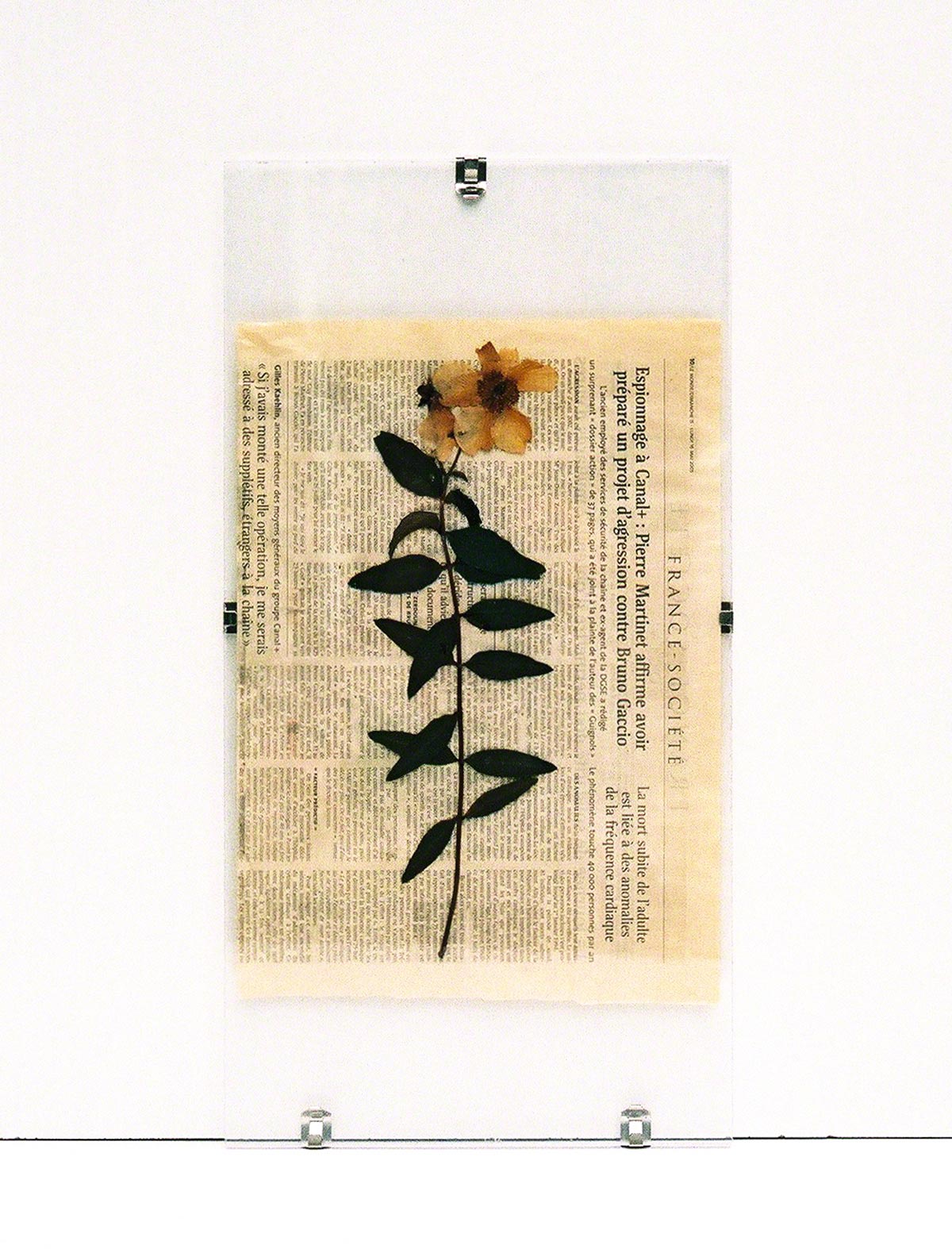 St-John's-wort from Kerzafloch dried on newspaper sheet and pressed under Plexiglas, Marie-Claire Raoul