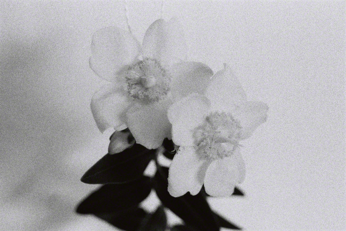 St-John's-wort in the studio #1, silver photograph, Marie-Claire Raoul