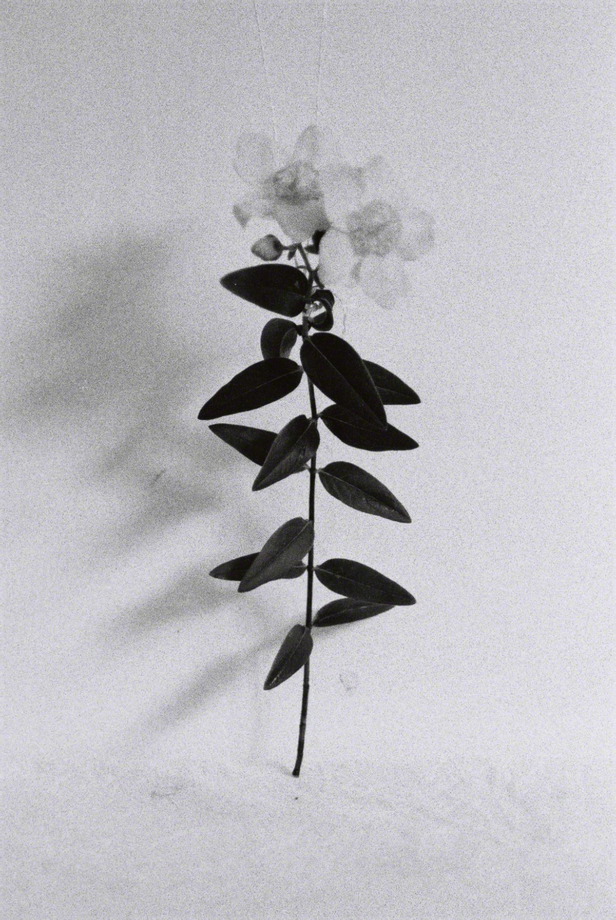 Millepertuis dans l'atelier #2, prise de vue argentique en noir et blanc, Marie-Claire Raoul