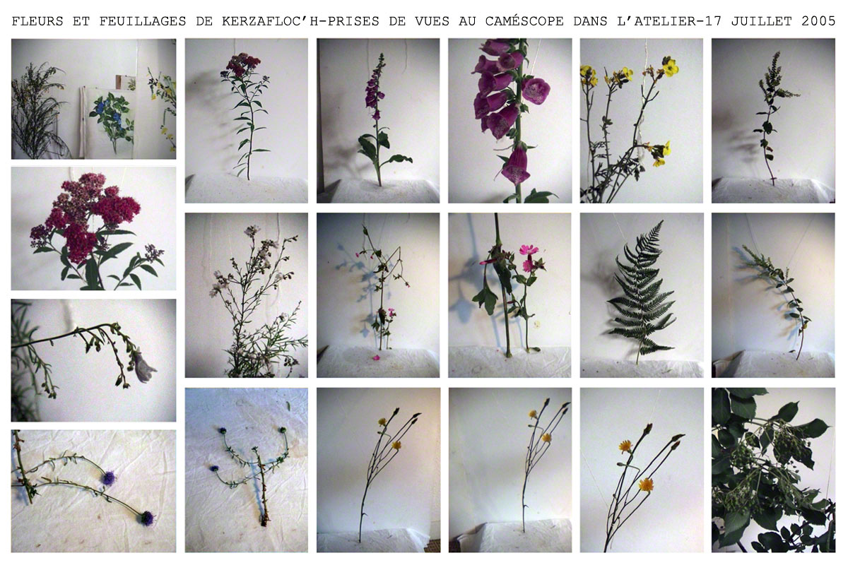 Fleurs et feuillage de Kerzafloc'h dans l'atelier, montage numérique, Marie-Claire Raoul