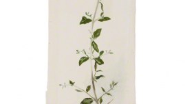 Teucrium fruticans (germandrée arbustive)