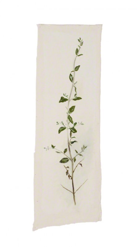 Teucrium fruticans (germandrée arbustive), Marie-Claire Raoul