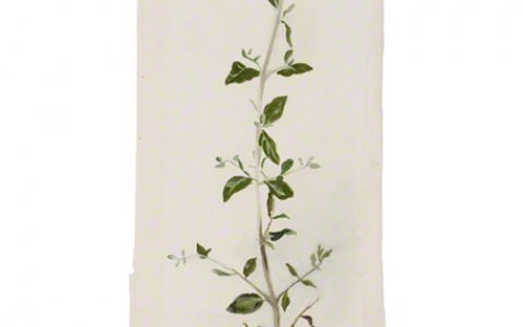 Teucrium fruticans (germandrée arbustive), Marie-Claire Raoul