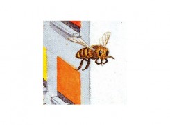 Image d'abeille trouvée sur google