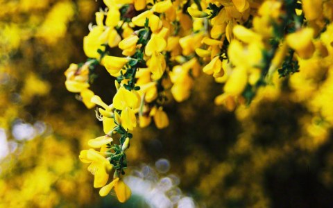 Photograph of broom flowers, Kerzafloc'h, 17.07.05, Marie-Claire Raoul