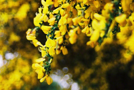 Photograph of broom flowers, Kerzafloc'h, 17.07.05, Marie-Claire Raoul