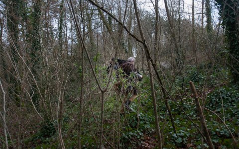 Jérémie, bois de Kerhoual, 27 février 2017, photographies Marie-Claire Raoul