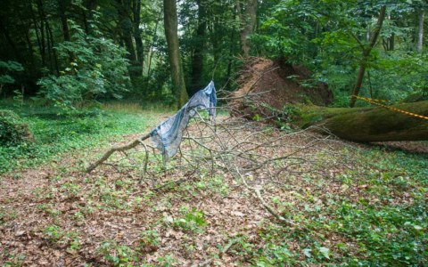 Nina, bois de Keroual, 27 juin 2017, série photographique "Je voudrais aller me promener dans les bois", photographie réalisée par Marie-Claire Raoul lors d'une résidence à l'espace Lcause