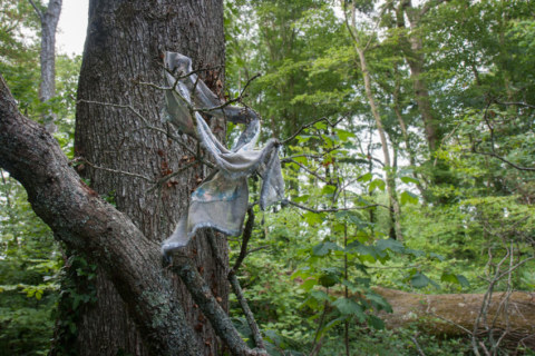 Vivian, bois de Keroual, 13 juin 2017, série photographique "Je voudrais aller me promener dans les bois", photographie réalisée par Marie-Claire Raoul lors d'une résidence à l'espace Lcause
