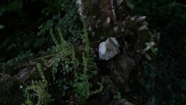 La pierre, photographie de Marie-Claire Raoul, jardin du conservatoire national botanique de Brest, 31 mai 2022, © adagp