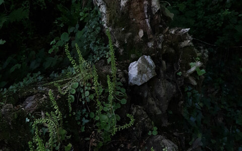 La pierre, photographie de Marie-Claire Raoul, jardin du conservatoire national botanique de Brest, 31 mai 2022, © adagp, Marie-Claire Raoul