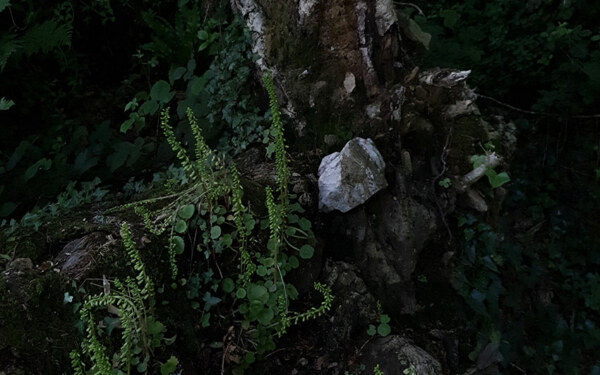 La pierre, photographie de Marie-Claire Raoul, jardin du conservatoire national botanique de Brest, 31 mai 2022, © adagp