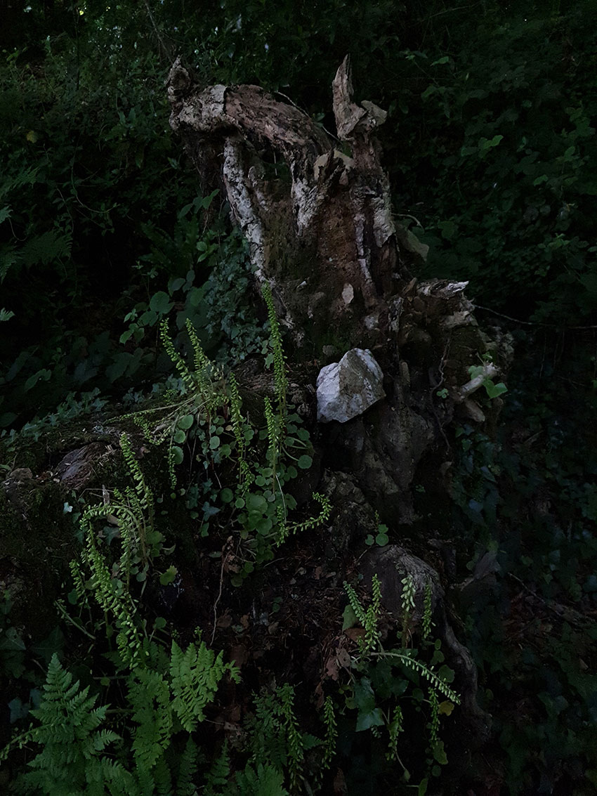 La pierre, photographie de Marie-Claire Raoul, jardin du conservatoire national botanique de Brest, 31 mai 2022, © adagp