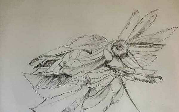 Dessin_Chataignier_20211009_165607_Marie-Claire-Raoul_574x358web
