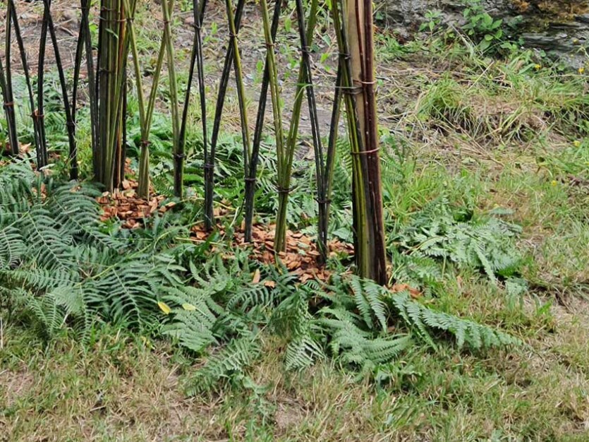 Le portail gothique (détail), jardin du Maître verrier, juillet 2023, création en brins de saule vivant de Marie-Claire Raoul), jardin du Maître verrier, juillet 2023, Morlaix, création de Marie-Claire Raoul, Marie-Claire Raoul