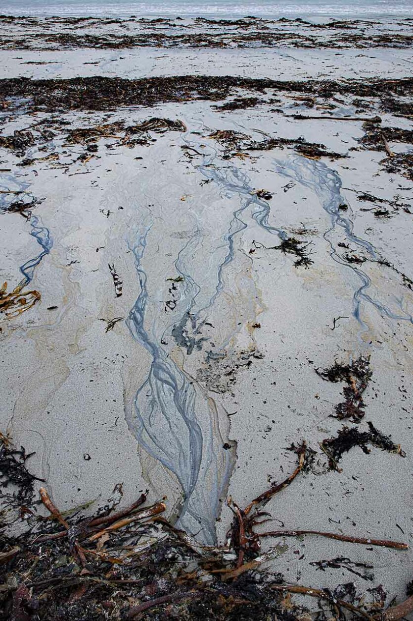 Fleurs de sable en hiver, plage de Korn ar Gazel, saint-Pabu, février 2023, Marie-Claire Raoul