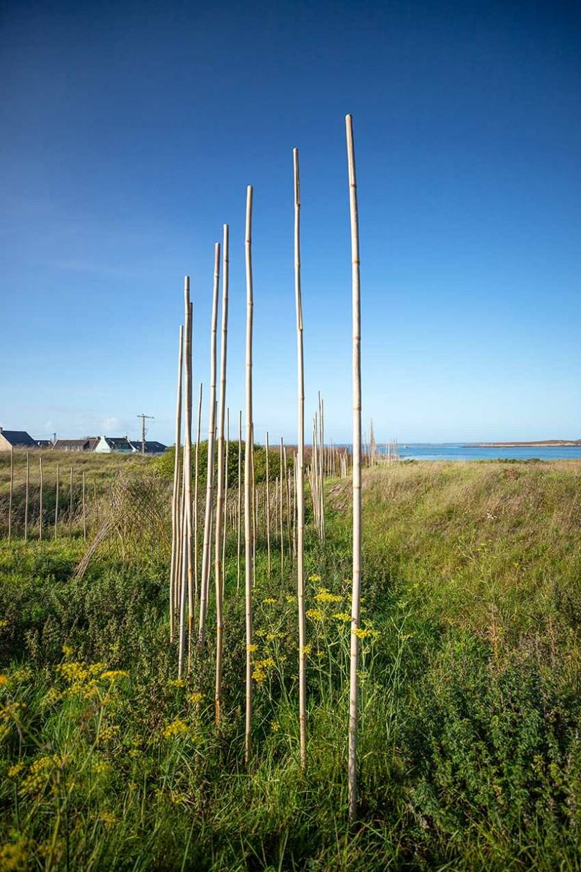 Marie-Claire-Raoul, Hent-ar-Mor, Installation en bambou sur les dunes de Toul Tréas à Saint-Pabu, vue en direction de la mer, exposition Escale-3-Aber Benoît, été 2023, Marie-Claire Raoul