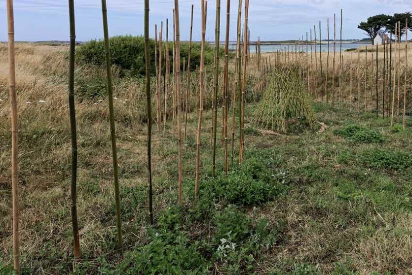 Marie-Claire Raoul, Ti Haleg, installation en brins de saule vivant, dunes de Toul Tréas, Saint-Pabu, été 2023, Marie-Claire Raoul