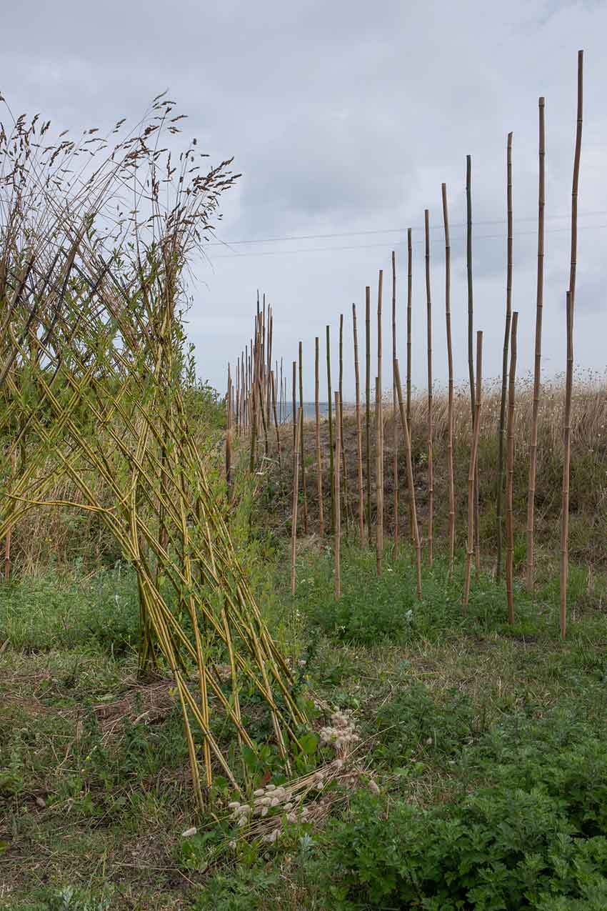 Marie-Claire Raoul, Ti Haleg, installation en brins de saule vivant, dunes de Toul Tréas, Saint-Pabu, été 2023, Marie-Claire Raoul