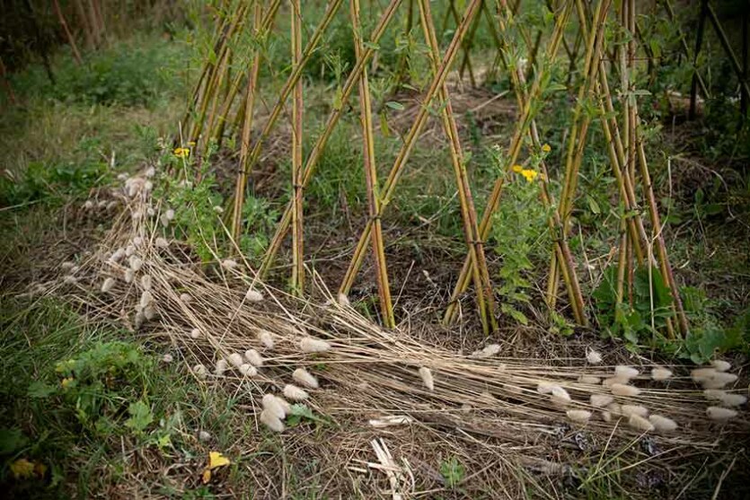 Marie-Claire Raoul, Ti Haleg, installation en brins de saule vivant, dunes de Toul Tréas, Saint-Pabu, été 2023, Marie-Claire Raoul