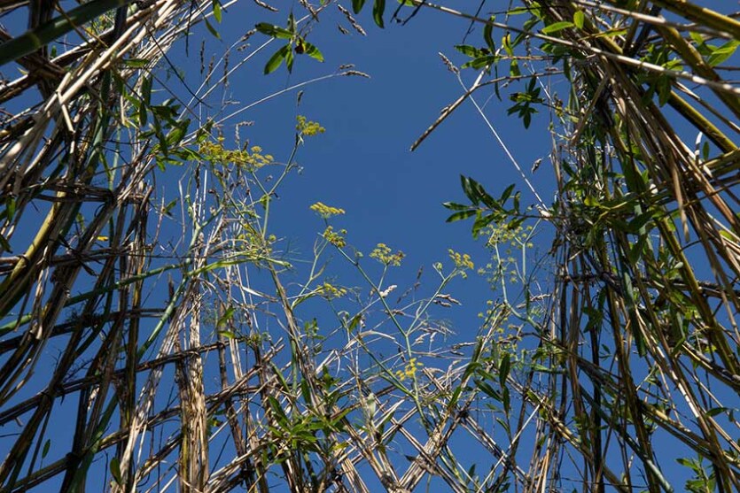 Marie-Claire Raoul, Ti Haleg, installation en brins de saule vivant, dunes de Toul Tréas, Saint-Pabu, été 2023., Marie-Claire Raoul